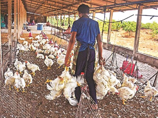 Food inflation in India to increase as chicken milk may cost more