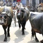 MC to shift dairies out of city by August end