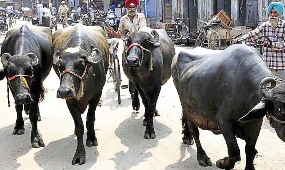 MC to shift dairies out of city by August end