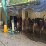 Pb govt to provide milk coolers to dairy farmers working with Verka