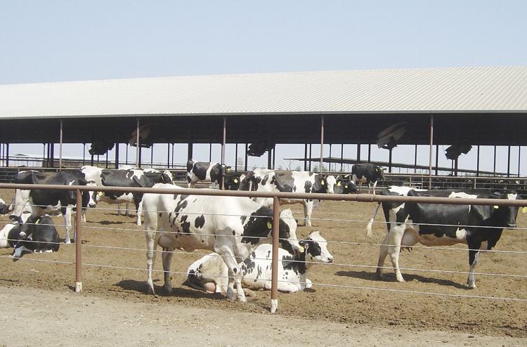 U.S. dairy industry maintains pressure on Canada