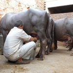 In a first milch cattle yield to be insured