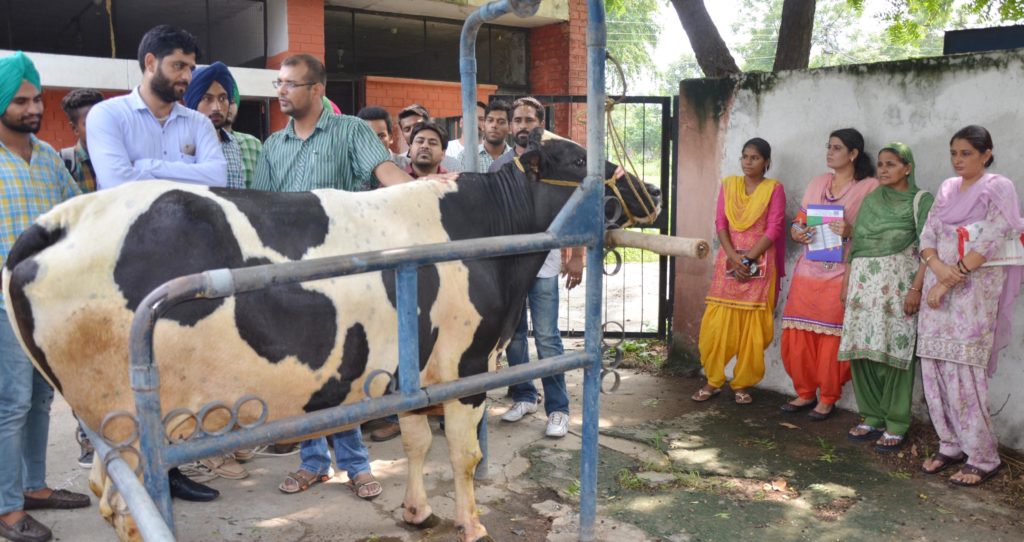 Training in dairy farming ends at vet varsity