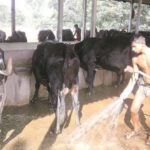When dairy co ops of Odisha and AP clashed