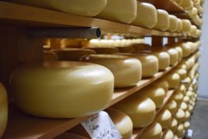 Awards for NZ’s top cheeses