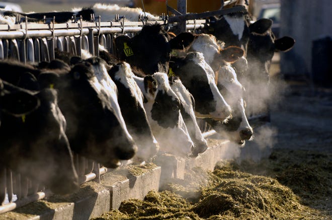 Dairy and crop outlook for 2021 shows feed costs will remain volatile