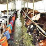 Lakshadweep residents boycott auction of dairy animals