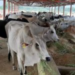 Dairy sector