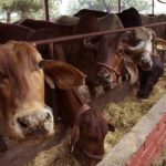 Iffco Tokio partners Dvara for insuring cattle using muzzle prints for identification