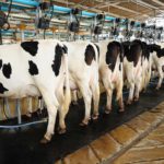 Dairy in India grazing on technology and high quality with massive expansion