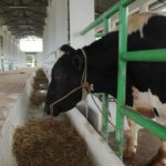 Govt sets up Dairy Investment accelerator to help investors