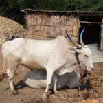 Climate crisis Way forward for dairy giants in India