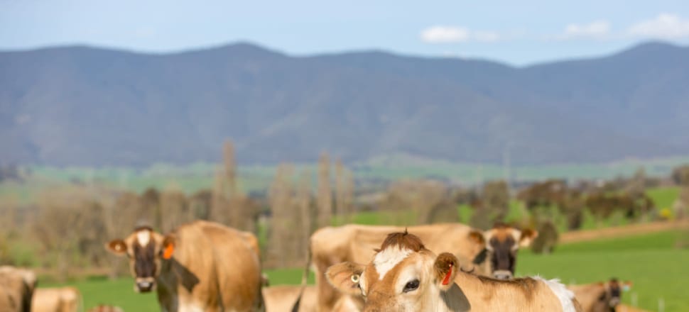 Dairy farmers lead industry outcomes from Climate Futures project