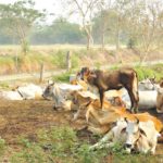 Part of new dairy site a graveyard claim Patiala lawyers