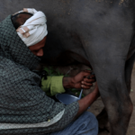 Dairy farmers prefer milking more buffaloes than cows to increase income