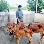 Gaushala