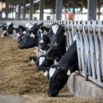 Netherlands to Train Dairy Farmers of This State