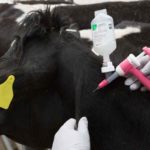 2018 28 Cow vaccine compton lowres