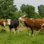 Cattle