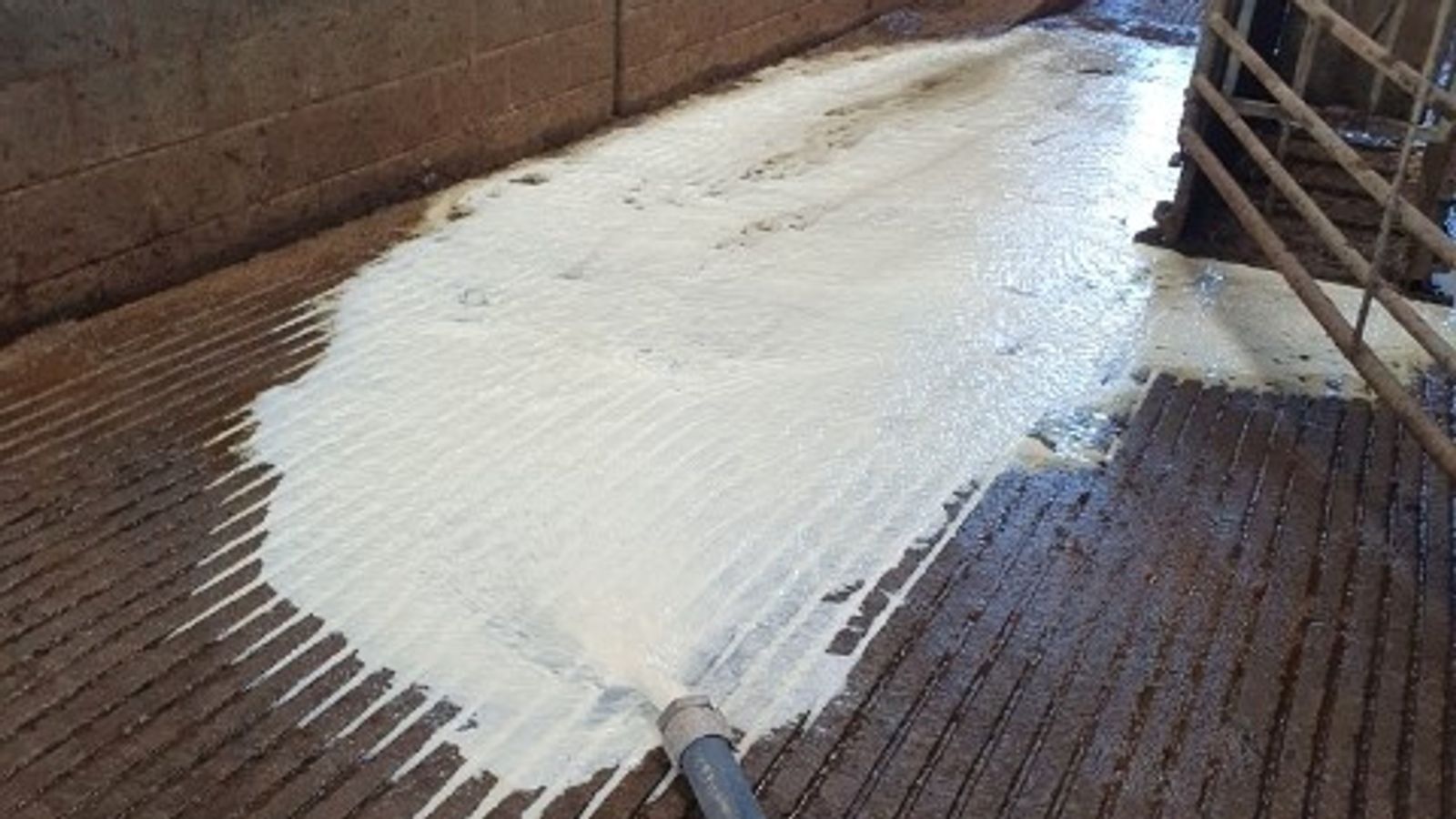 Dairy farmers forced to pour tens of thousands of litres of milk away ...