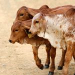 Reducing dairy emissions in developing countries