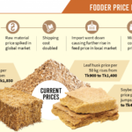 Soaring feed prices hurting dairy farmers