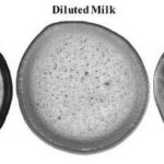 The way milk evaporates can reveal presence of adulterants IISc study