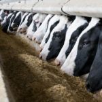 U.S. Dairy Cows Too Expensive to Feed Causing Herd to Plummet