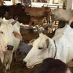 What does SAS tell us about Indias animal farms