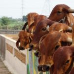 cow 2755518 1280
