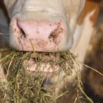 A case of bovine brucellosis detected in Haute Savoie