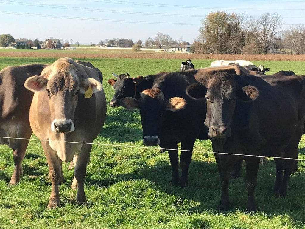 Dairy Farmer Finds Success Pasteurizing His Own Milk