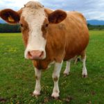 brown Guernsey cow