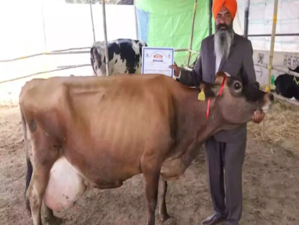 Milk yield: Billo of Ludhiana breaks national record 3 Captura de pantalla 2021 12 15 114954