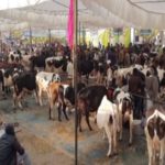 Vishal Pashudhan Vyapar Mela gives boost to dairy farming in J Ks Kathua