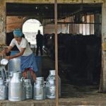 Why farmers are demanding a fair and remunerative price for milk