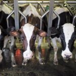 cows digitalCollars RTX1DMQ