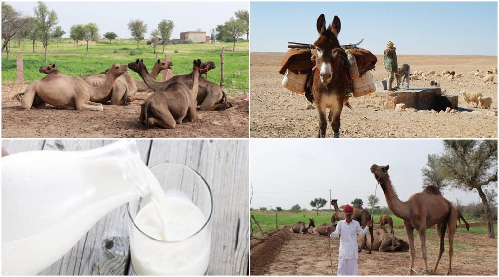 National Milk Day Making alternative options like Camel Donkey milk popular Aadvik Foods Shrey Kumar responds