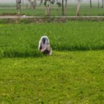 Unseasonal rain hits Tarn Taran farmers