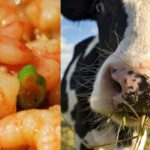 Budget will help boost shrimp and milk production says livestock industry 1