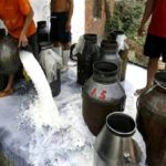 Dairy Farmers in Kashmir Dump Milk Into Drains as Demand Drops 1