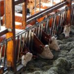 From dry fruit seller to dairy farmer J K man scripts self employment success story