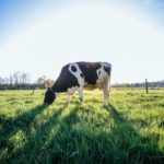 Modern Dairy Technologies for Farmers