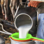 No milk buyers in Kashmir white revolution takes a hit