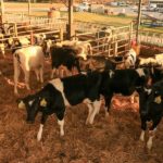 $300 Loss per Cow? Mastering Repeat Breeding to Unlock Dairy Profit 2 Dairy herd