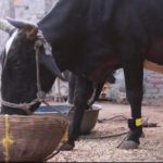This dairy tech startup has created a step counter for cows e1644243480649