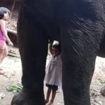 Viral video Toddler girl drinks milk from elephant in Assam