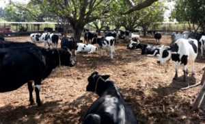 Dairy Farms in Uttar Pradesh to be relocated Away from Residential Areas in Compliance with NGT Guidelines