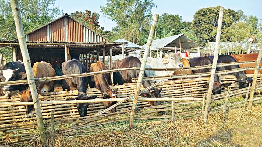 India’s milk production