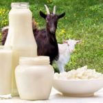 How Goat Milk Can Help Boost Your Immunity and Good Health